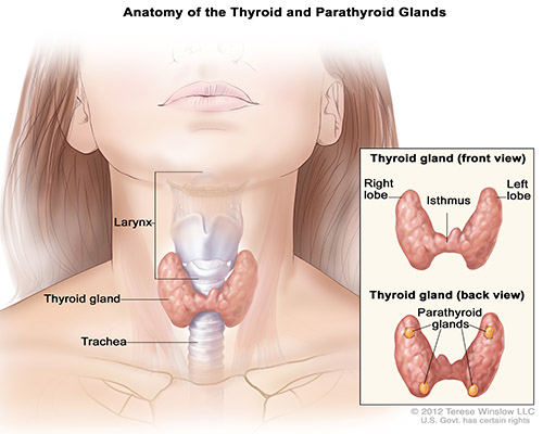 Hernia Doctor in Chennai
